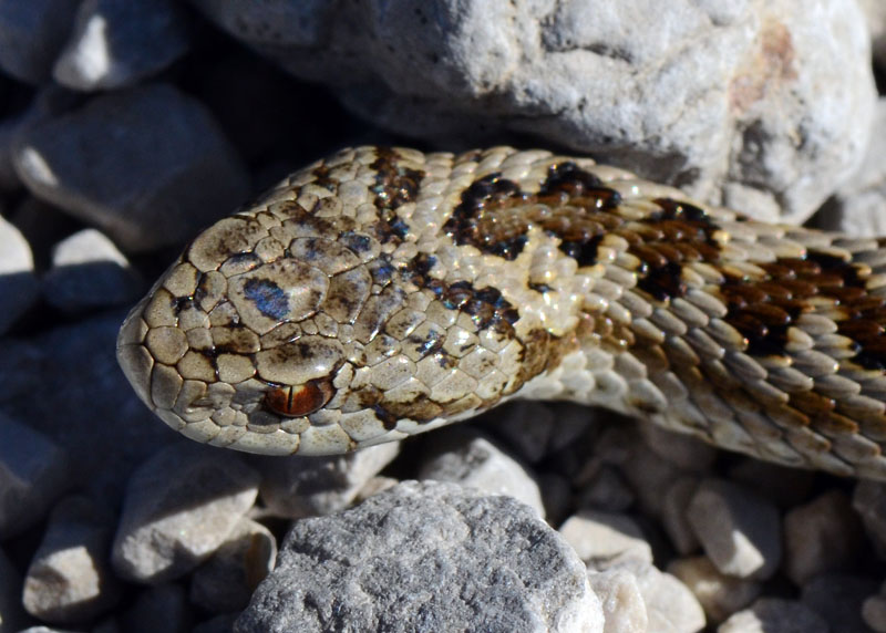 Vipera ursinii